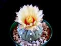 Sand Dollar Cactus